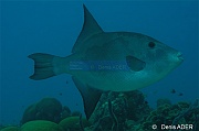 Canthidermis sufflamen Baliste oceanique-Bonaire Buddy reef-26m-20180219-Denis-ADER-DSC_6929_tn